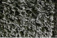 frozen hedge 0003